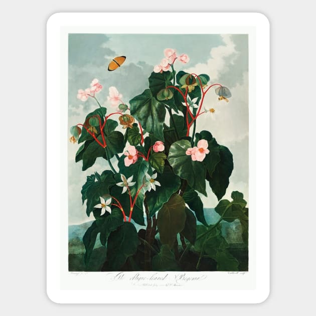 The Oblique–Leaved Begonia Sticker by EmikoNamika